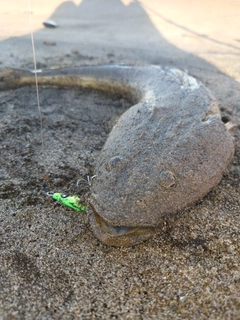 マゴチの釣果
