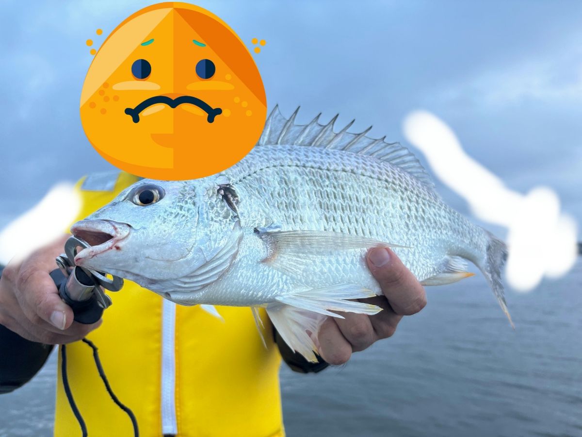 ♯○さんの釣果 1枚目の画像