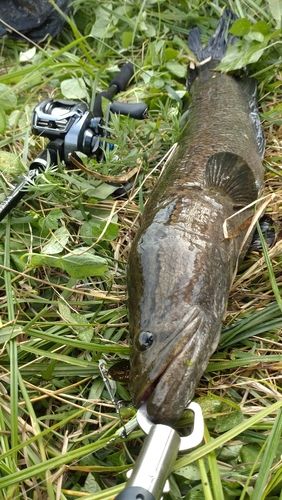 ライギョの釣果