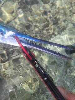 オキザヨリの釣果