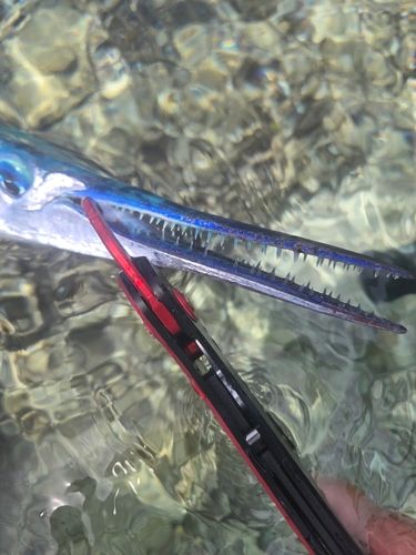 オキザヨリの釣果