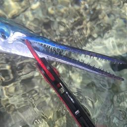 オキザヨリ