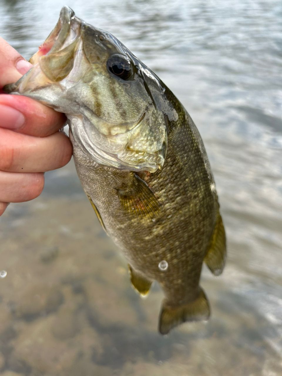 スモールマウスバス