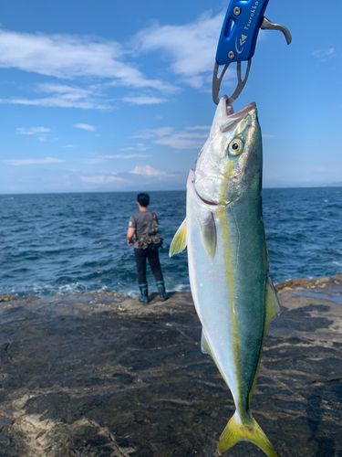 ワカシの釣果