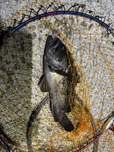 クロソイの釣果