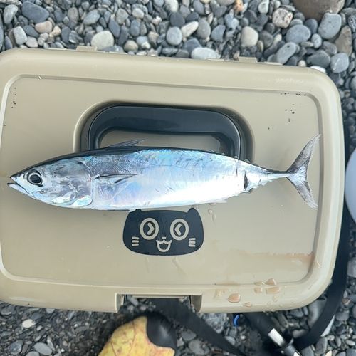ヒラソウダの釣果