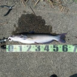 アメリカナマズ