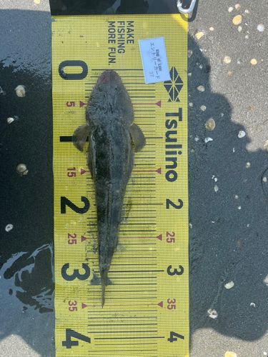 マゴチの釣果