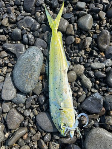シイラの釣果