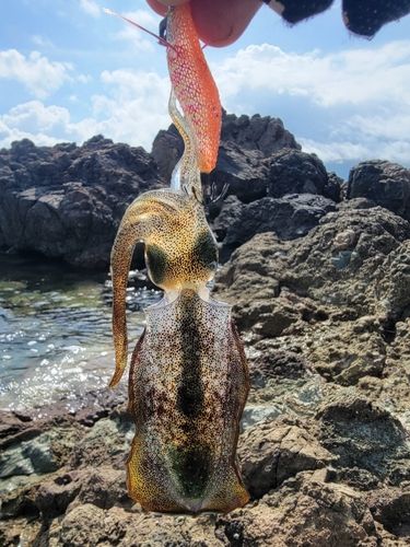 アオリイカの釣果