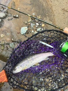 ヤマメの釣果