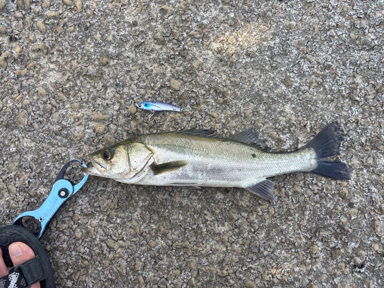 セイゴ（マルスズキ）