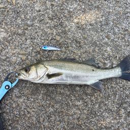 セイゴ（マルスズキ）