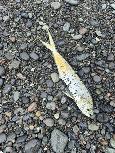 シイラの釣果