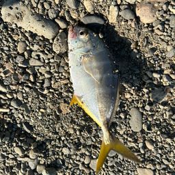 セイゴ（マルスズキ）