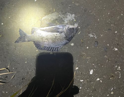 クロダイの釣果