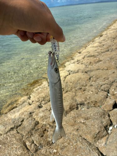 オオカマスの釣果