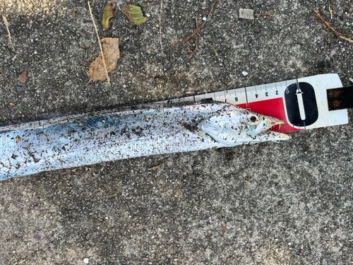 タチウオの釣果