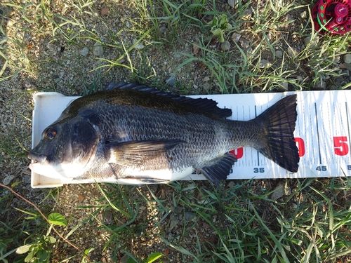 チヌの釣果