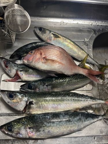 マダイの釣果