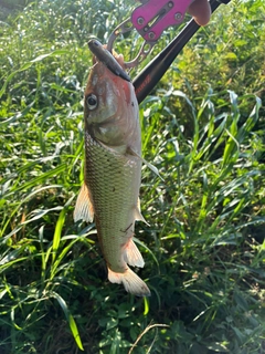 ニゴイの釣果