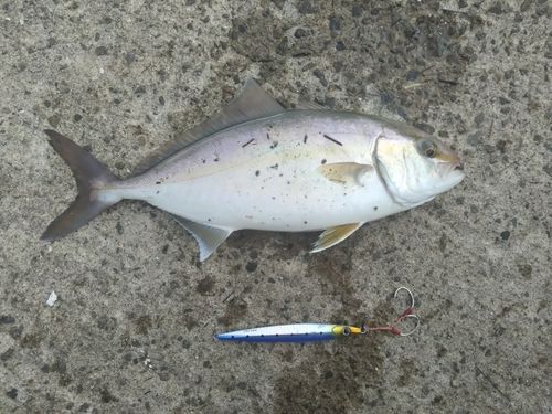 ネリゴの釣果