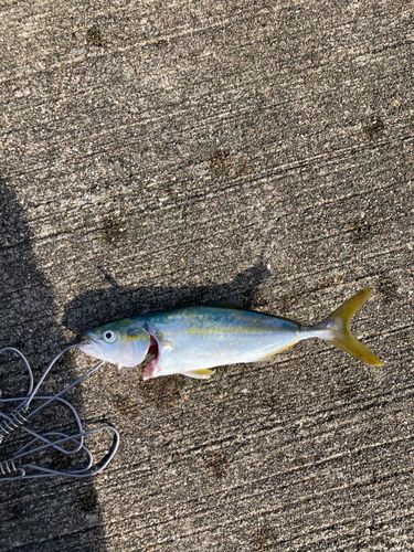 ツバイソの釣果