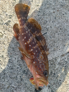 キジハタの釣果