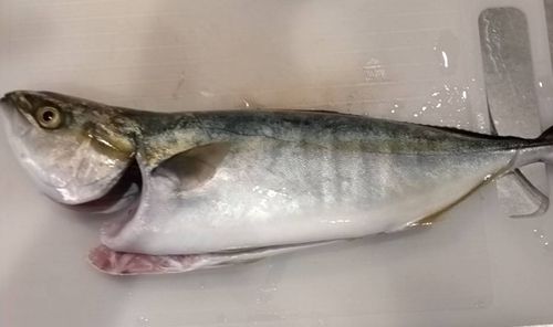 イナダの釣果