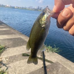 スモールマウスバス