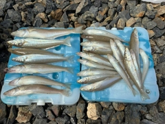 キスの釣果