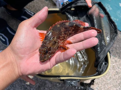 カサゴの釣果