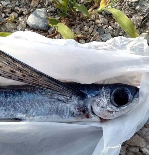 トビウオの釣果