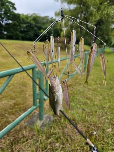 ブラックバスの釣果
