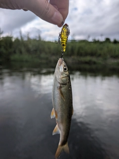 ウグイの釣果