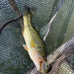 ラージマウスバス