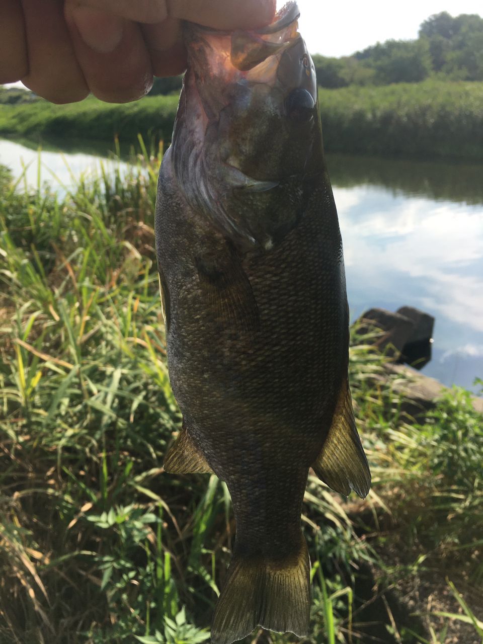 スモールマウスバス