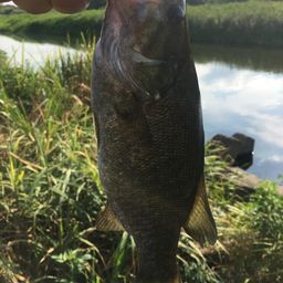 スモールマウスバス