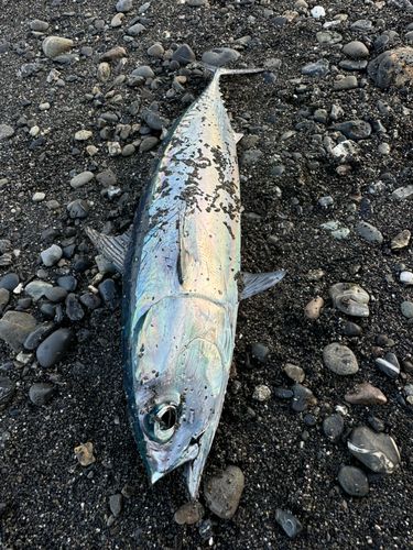ソウダガツオの釣果