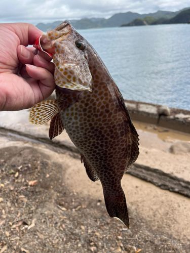 オオモンハタの釣果