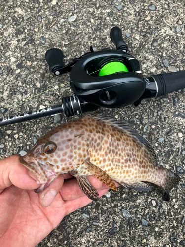 オオモンハタの釣果
