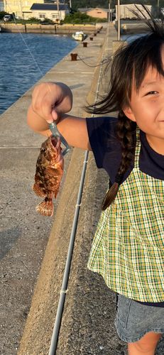 キジハタの釣果