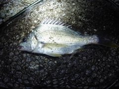 キビレの釣果