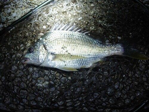 キビレの釣果