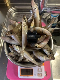キスの釣果