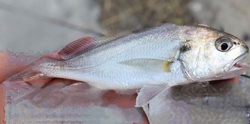 シログチの釣果