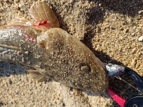 マゴチの釣果