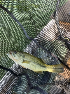 ラージマウスバスの釣果
