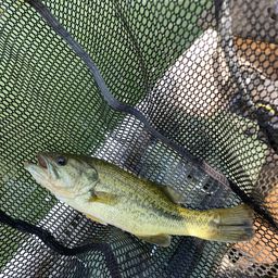 ラージマウスバス