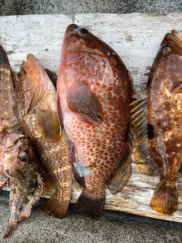 キジハタの釣果